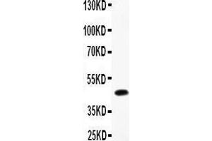 Anti-CMA1 Picoband antibody,  All lanes: Anti-CMA1 at 0. (CMA1 Antikörper  (AA 22-247))