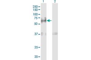 Western Blot analysis of GRN expression in transfected 293T cell line by GRN MaxPab polyclonal antibody. (Granulin Antikörper  (AA 1-593))