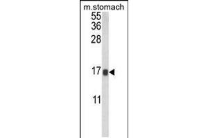 Western blot analysis of LGALS2 Antibody in mouse stomach tissue lysates (35ug/lane) (Galectin 2 Antikörper  (AA 85-111))