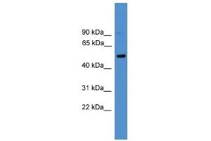 CD4 antibody used at 0. (CD4 Antikörper  (C-Term))