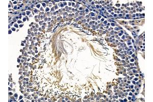 ABIN6258269 and ABIN6273857 at 1/100 staining rat testis tissue by IHC-P. (GPR15 Antikörper  (C-Term))