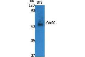 Western Blot (WB) analysis of specific cells using Cdc20 Polyclonal Antibody. (CDC20 Antikörper  (Internal Region))
