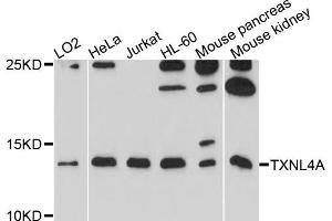 Western blot analysis of extracts of various cell lines, using TXNL4A antibody. (TXNL4A Antikörper)