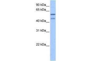 Western Blotting (WB) image for anti-Zinc Finger and SCAN Domain Containing 5C (ZSCAN5C) antibody (ABIN2463391) (ZSCAN5C Antikörper)