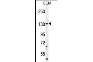DUOX2 Antibody (Center) (ABIN655174 and ABIN2844792) western blot analysis in CEM cell line lysates (35 μg/lane).