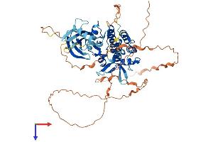 STK35 Protein (AA 1-534) (His tag)