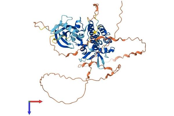 STK35 Protein (AA 1-534) (His tag)