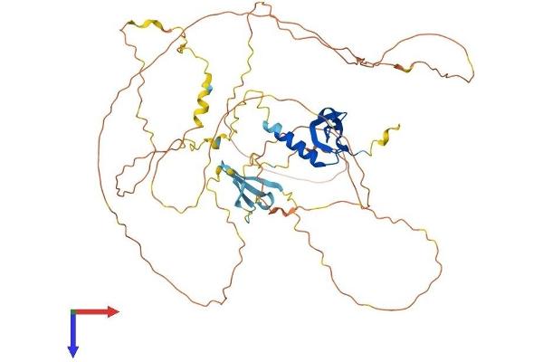 CBX4 Protein (AA 1-551) (His tag)