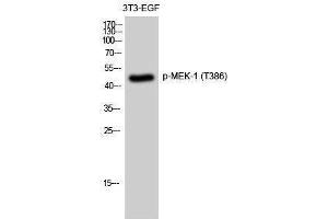 Western Blotting (WB) image for anti-Mitogen-Activated Protein Kinase Kinase 1 (MAP2K1) (pThr386) antibody (ABIN3173084) (MEK1 Antikörper  (pThr386))