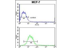 Flow cytometric analysis of MCF-7 cells (bottom histogram) compared to a negative control cell (top histogram). (SNRPB Antikörper  (N-Term))