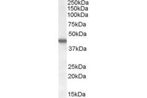 ABIN238540 (1µg/ml) staining of HEK293 cell lysate (35µg protein in RIPA buffer).