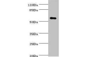 Western blot All lanes: NLK antibody at 0. (Nemo-Like Kinase Antikörper  (AA 278-527))