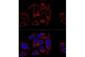 Confocal immunofluorescence analysis of U2OS cells using GCSH antibody (ABIN6127983, ABIN6141032, ABIN6141033 and ABIN6217784) at dilution of 1:100 (60x lens).