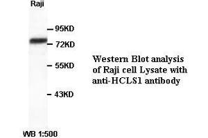 Image no. 1 for anti-Hematopoietic Cell-Specific Lyn Substrate 1 (HCLS1) antibody (ABIN790843) (HCLS1 Antikörper)