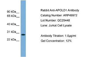 WB Suggested Anti-APOLD1  Antibody Titration: 0. (APOLD1 Antikörper  (Middle Region))