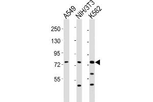 All lanes : Anti-DVL3 Antibody (C-term) at 1:2000 dilution Lane 1: A549 whole cell lysates Lane 2: NIH/3T3 whole cell lysates Lane 3: K562 whole cell lysates Lysates/proteins at 20 μg per lane.