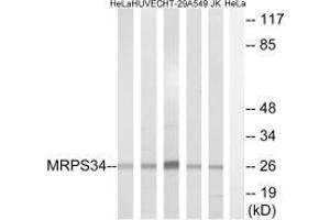 Western blot analysis of extracts from HeLa cells, HUVEC cells, HT-29 cells, A549 cells and Jurkat cells, using MRPS34 antibody. (MRPS34 Antikörper  (C-Term))