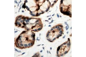 Immunohistochemical analysis of Adenosine A2b Receptor staining in human pancreas formalin fixed paraffin embedded tissue section. (Adenosine A2b Receptor Antikörper  (C-Term))