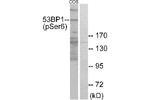 Immunohistochemistry analysis of paraffin-embedded human heart tissue using 53BP1 (Phospho-Ser6) antibody. (TP53BP1 Antikörper  (pSer6))