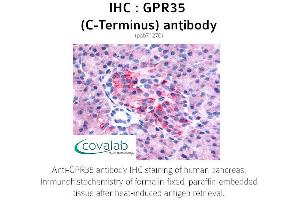 Image no. 1 for anti-G Protein-Coupled Receptor 35 (GPR35) (C-Term) antibody (ABIN1735070) (GPR35 Antikörper  (C-Term))