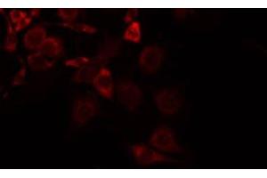 ABIN6275248 staining NIH-3T3 by IF/ICC. (SLC16A13 Antikörper  (C-Term))
