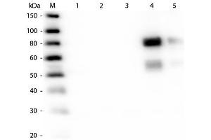 Western Blot of Anti-Rat IgM (mu chain) (RABBIT) Antibody . (Kaninchen anti-Ratte IgM (Heavy Chain) Antikörper (Texas Red (TR)) - Preadsorbed)