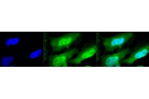 Immunocytochemistry (ICC) image for anti-Heat Shock Factor Protein 1 (HSF1) (AA 378-395) antibody (ABIN361704)