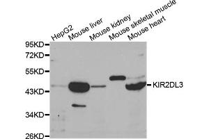 Western blot analysis of extracts of various cell lines, using KIR2DL3 antibody (ABIN3212244) at 1/1000 dilution.