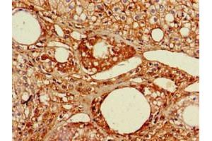 Immunohistochemistry of paraffin-embedded human adrenal gland tissue using ABIN7167074 at dilution of 1:100 (RGL2 Antikörper  (AA 145-328))