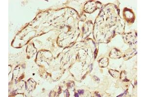 Immunohistochemistry of paraffin-embedded human placenta tissue using ABIN7169316 at dilution of 1:100 (PPEF1 Antikörper  (AA 301-500))