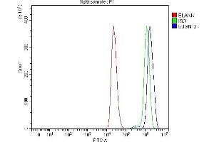 anti-UDP-GlcNAc:BetaGal beta-1,3-N-Acetylglucosaminyltransferase 2 (B3GNT2) (AA 6-397) antibody