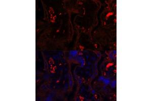 Immunofluorescence (IF) image for anti-Membrane Metallo-Endopeptidase (MME) (AA 52-352) antibody (ABIN6143900)