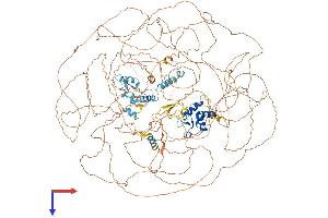 ASXL1 Protein (AA 1-1541) (His tag)