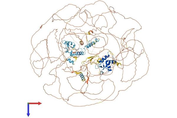 ASXL1 Protein (AA 1-1541) (His tag)