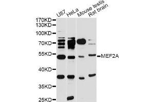 Western blot analysis of extracts of various cell lines, using MEF2A antibody (ABIN5998204) at 1/1000 dilution. (MEF2A Antikörper)