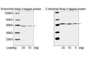 Western blot analysis of N-terminal and C-terminal Strep II tagged fusion protein using ABIN962829 (1 µg/ml). (Strep Tag II Antikörper (Biotin))
