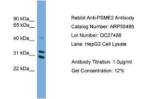 WB Suggested Anti-PSME2  Antibody Titration: 0. (PSME2 Antikörper  (Middle Region))