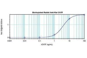 Image no. 1 for anti-Ciliary Neurotrophic Factor (CNTF) antibody (Biotin) (ABIN465709) (CNTF Antikörper  (Biotin))