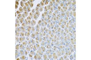 Immunohistochemistry of paraffin-embedded mouse stomach using AP1M2 antibody at dilution of 1:100 (x40 lens). (AP1m2 Antikörper)