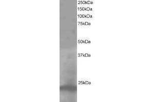 Image no. 1 for anti-Pallidin Homolog (PLDN) (AA 159-172) antibody (ABIN297441) (Pallidin Antikörper  (AA 159-172))