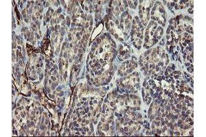 Image no. 1 for anti-Platelet/endothelial Cell Adhesion Molecule (PECAM1) antibody (ABIN1497246) (CD31 Antikörper)