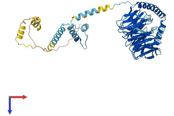 PRPF4 Protein (AA 1-521) (His tag)