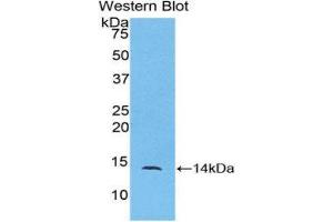 Western Blotting (WB) image for anti-Chemokine (C-C Motif) Ligand 24 (CCL24) (AA 27-119) antibody (ABIN1078374) (CCL24 Antikörper  (AA 27-119))