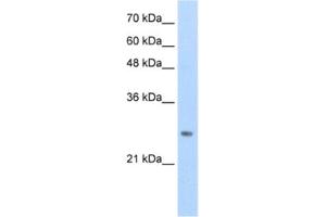 Western Blotting (WB) image for anti-Homeobox B7 (HOXB7) antibody (ABIN2461724) (HOXB7 Antikörper)