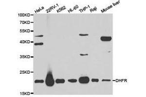 Western Blotting (WB) image for anti-Dihydrofolate Reductase (DHFR) antibody (ABIN1872261) (Dihydrofolate Reductase Antikörper)