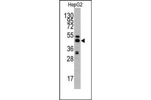 Image no. 1 for anti-Adenosylhomocysteinase (AHCY) (C-Term) antibody (ABIN357877) (AHCY Antikörper  (C-Term))