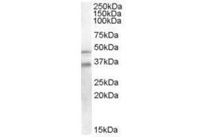 Image no. 1 for anti-GULP, Engulfment Adaptor PTB Domain Containing 1 (GULP1) (C-Term) antibody (ABIN374220) (GULP1 Antikörper  (C-Term))