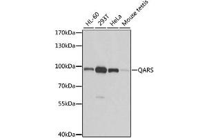 Western blot analysis of extracts of various cell lines, using QARS antibody. (QARS Antikörper)