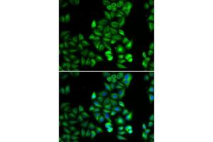 Immunofluorescence (IF) image for anti-Dopamine Receptor D5 (DRD5) (AA 323-477) antibody (ABIN6218817) (DRD5 Antikörper  (AA 323-477))