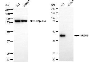 Western blotting analysis using NR2F2 antibody (ABIN7799656).